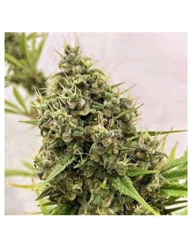 Ace Seeds - Guawi - 1