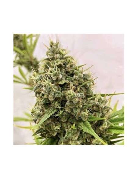 Ace Seeds - Guawi - 1