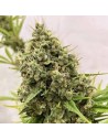 Ace Seeds - Guawi - 1