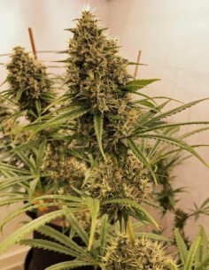 Ace Seeds - Guawi - 1 2