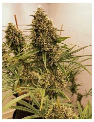 Ace Seeds - Guawi - 2