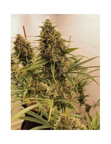 Ace Seeds - Guawi - 2