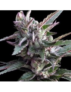 Ace Seeds - Thai Chi - 1