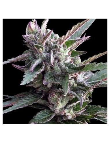 Ace Seeds - Thai Chi - 1