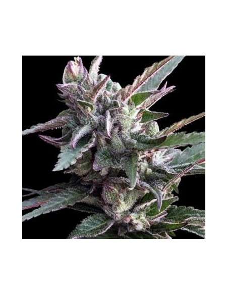 Ace Seeds - Thai Chi - 1