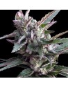 Ace Seeds - Thai Chi - 1