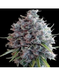 Ace Seeds - Killer A5 Haze - 1