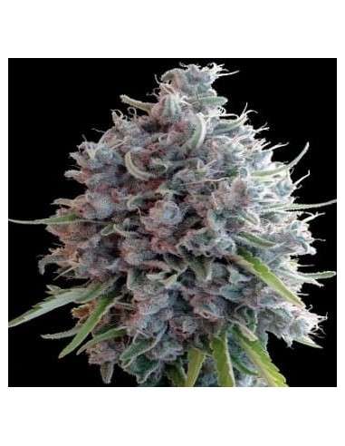 Ace Seeds - Killer A5 Haze - 1