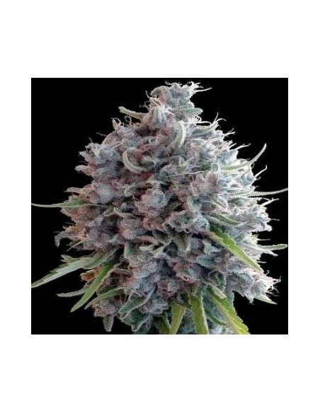 Ace Seeds - Killer A5 Haze - 1