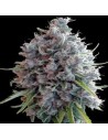 Ace Seeds - Killer A5 Haze - 1