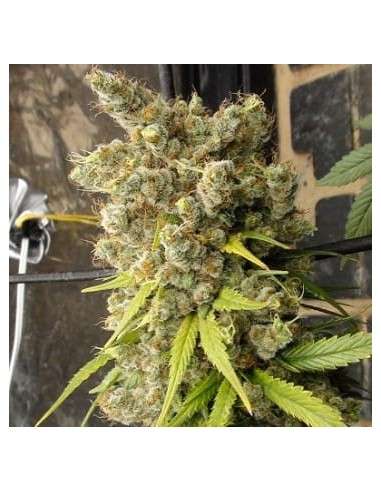Ace Seeds - Super Malawi Haze - 1