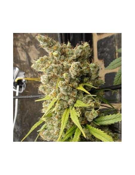 Ace Seeds - Super Malawi Haze - 1