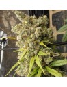 Ace Seeds - Super Malawi Haze - 1