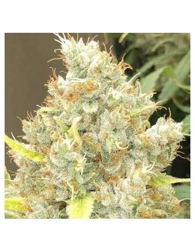 Ace Seeds - Malawi X Panama - 1