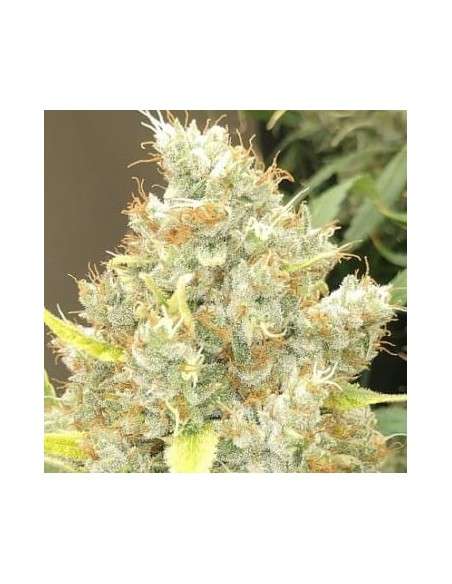 Ace Seeds - Malawi X Panama - 1