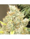 Ace Seeds - Malawi X Panama - 1
