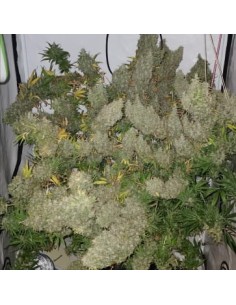 Ace Seeds - Panama X Bangi Haze - 1