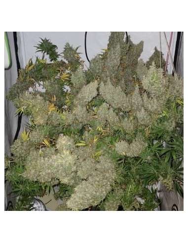 Ace Seeds - Panama X Bangi Haze - 1