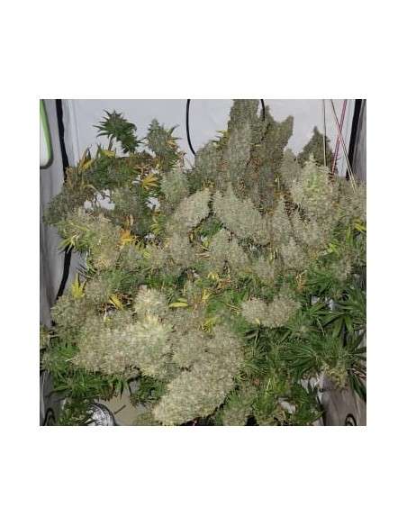 Ace Seeds - Panama X Bangi Haze - 1