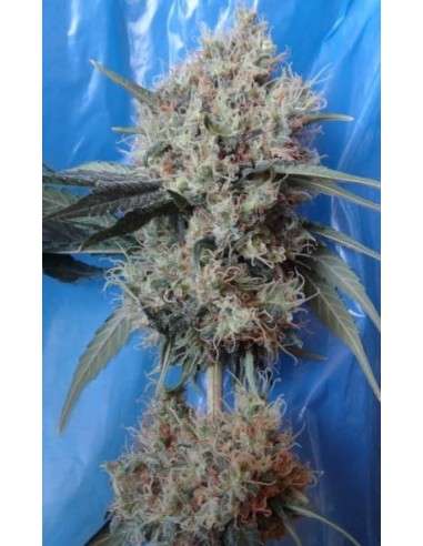 Ace Seeds - Nepal Jam X Kali China - 1