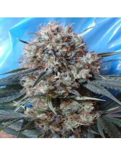 Ace Seeds - Nepal Jam X Kali China - 1 2