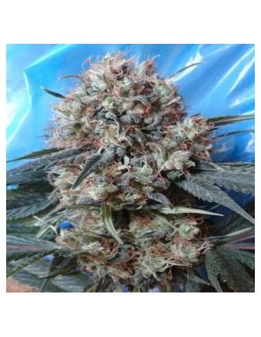 Ace Seeds - Nepal Jam X Kali China - 2