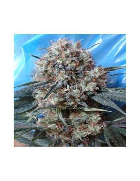 Ace Seeds - Nepal Jam X Kali China - 2