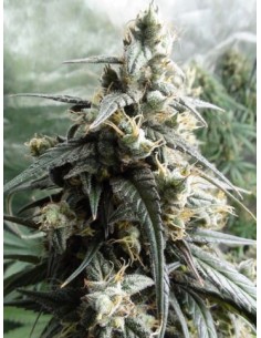 Ace Seeds - Haze X Kali China - 1