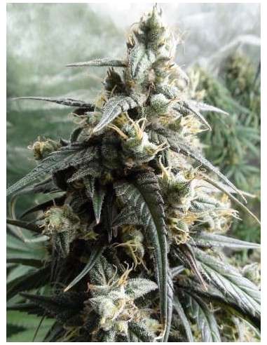 Ace Seeds - Haze X Kali China - 1