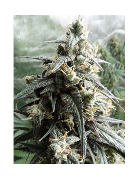 Ace Seeds - Haze X Kali China - 1