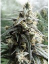 Ace Seeds - Haze X Kali China - 1