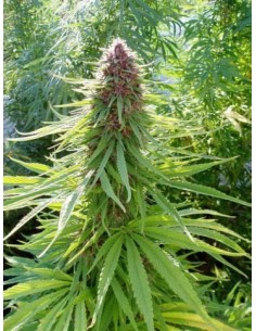 Ace Seeds - Erdpurt - 1