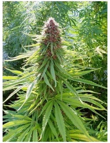 Ace Seeds - Erdpurt - 1