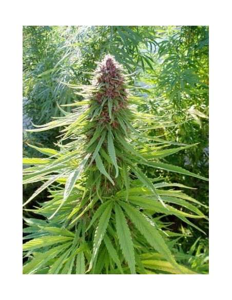Ace Seeds - Erdpurt - 1