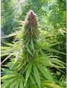Ace Seeds - Erdpurt - 1