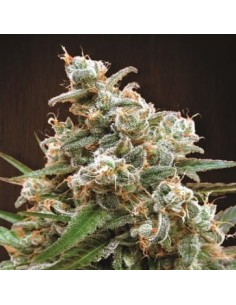 Ace Seeds - Nepal Jam - 1