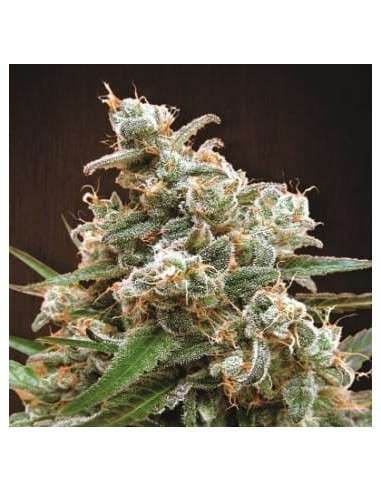 Ace Seeds - Nepal Jam - 1