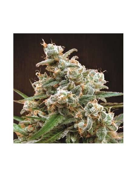 Ace Seeds - Nepal Jam - 1