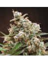 Ace Seeds - Nepal Jam - 1