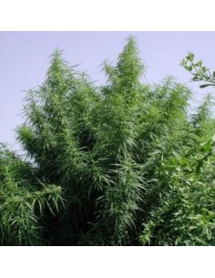 Ace Seeds - Tropical Mix - 1