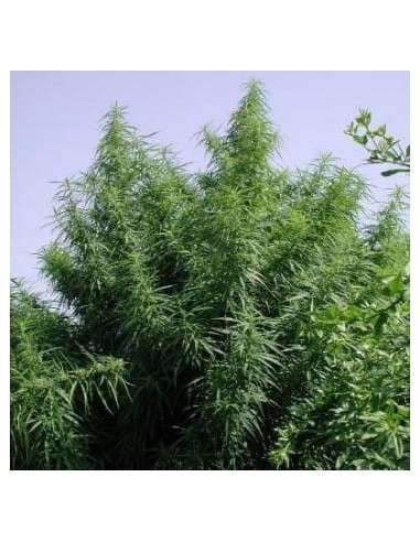 Ace Seeds - Tropical Mix - 1