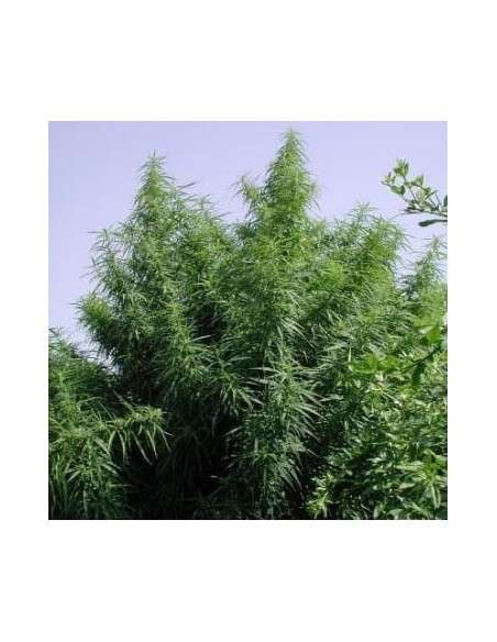 Ace Seeds - Tropical Mix - 1