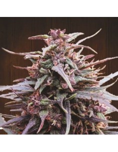 Ace Seeds - Purple Haze X Malawi - 1