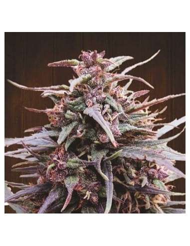 Ace Seeds - Purple Haze X Malawi - 1