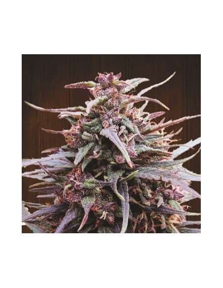 Ace Seeds - Purple Haze X Malawi - 1