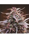 Ace Seeds - Purple Haze X Malawi - 1
