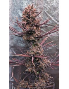 Ace Seeds - Panama Haze - 1