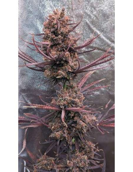 Ace Seeds - Panama Haze - 1