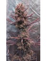 Ace Seeds - Panama Haze - 1