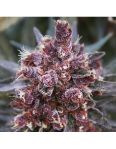 Ace Seeds - Violeta - 1